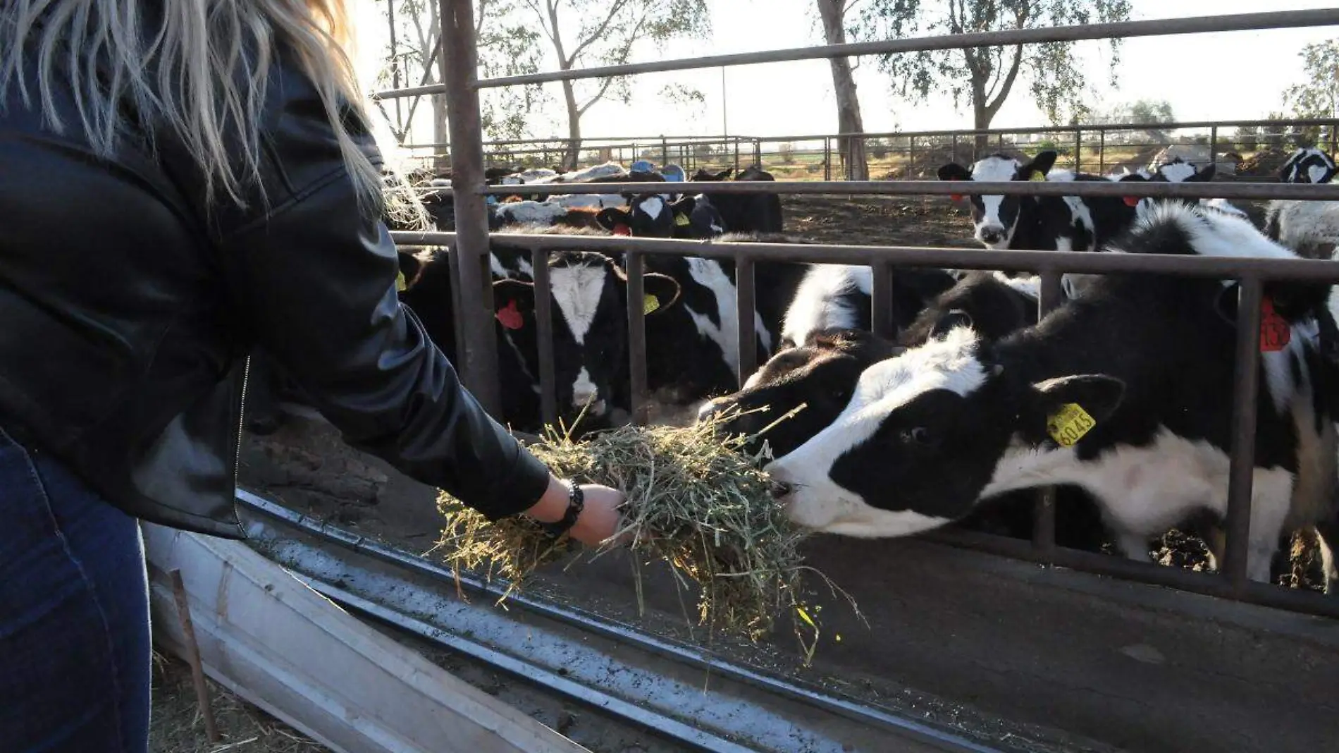 La producción de leche requiere cierta alimentación especial que ayuda a agilizar el proceso de digestión  Alonso Moreno